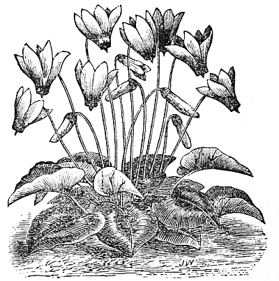 Cyclamen plant in blossom.