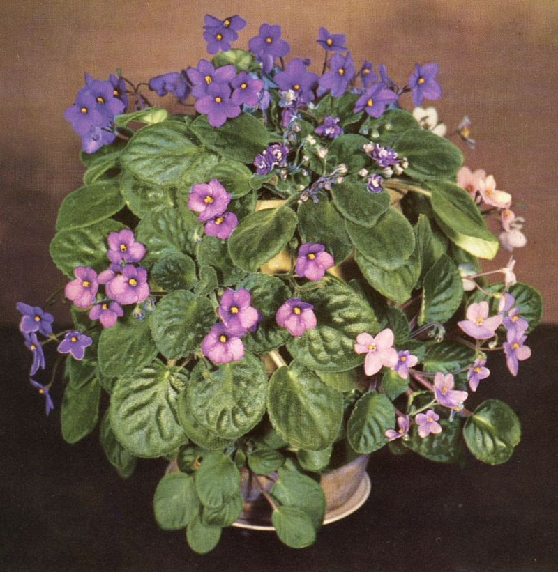 All About African Violets, by Montague Free—a Distributed