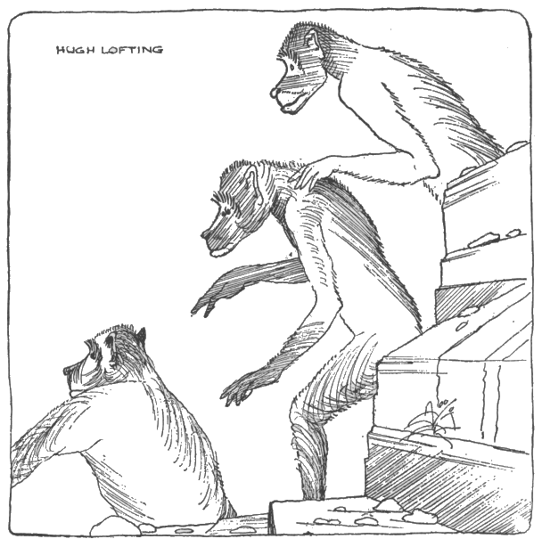 party of baboons