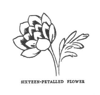 sixteen petalled flower