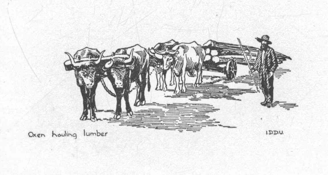 Oxen hauling lumber